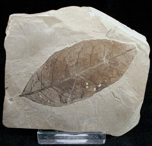 Allophylus Leaf Fossil - Green River Formation #12084